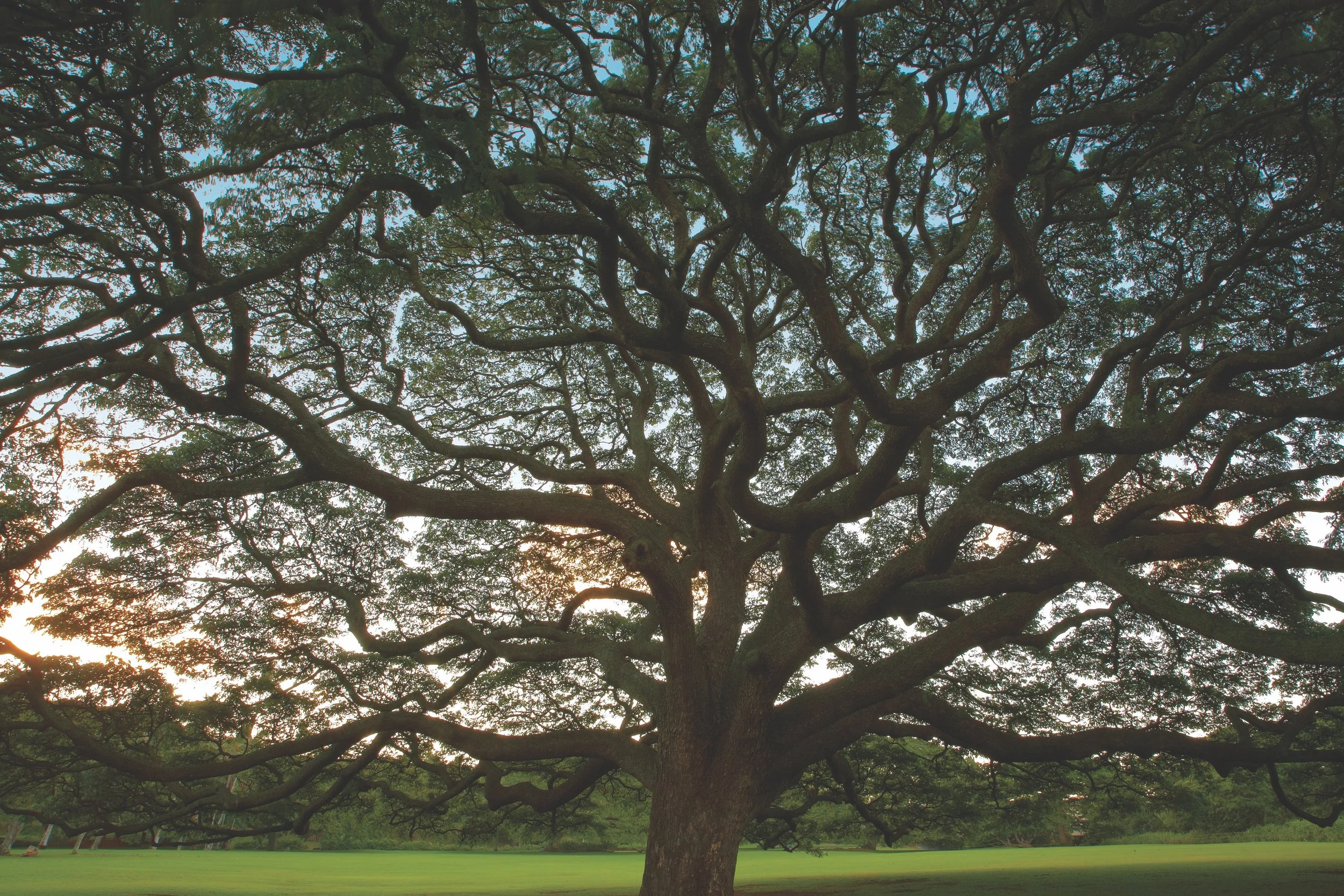 ABOUT — MOANALUA GARDENS